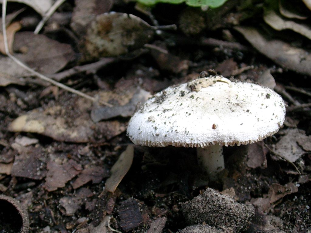 1966 Aprile vecchio ritrovamento